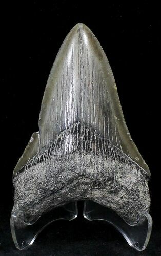 Lower Megalodon Tooth #21733